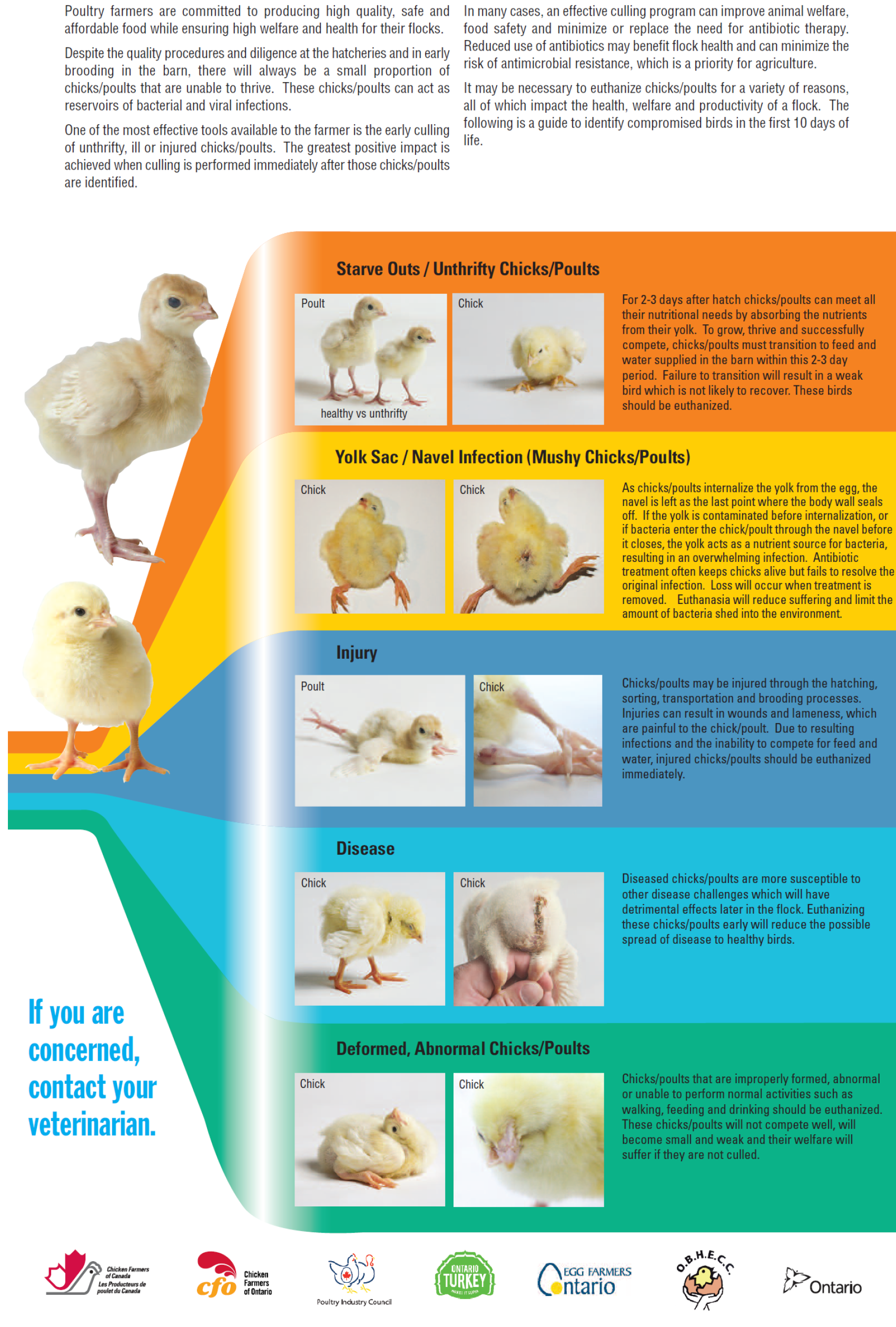 Chicken Disease Chart