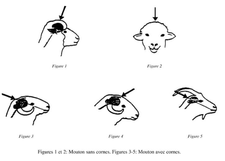 mouton