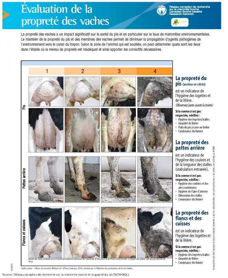 Bien-être animal: la majorité des vaches laitières du Québec sont attachées  au cou pendant leur période de lactation