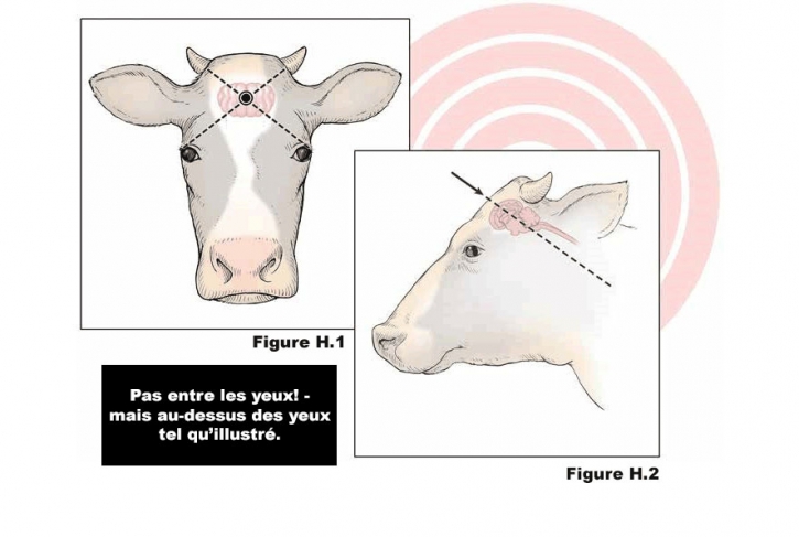 Bien-être animal: la majorité des vaches laitières du Québec sont attachées  au cou pendant leur période de lactation