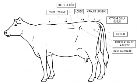 Bien-être animal: la majorité des vaches laitières du Québec sont attachées  au cou pendant leur période de lactation