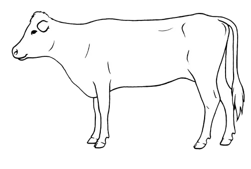 Code of Practice for the Care and Handling of Beef Cattle