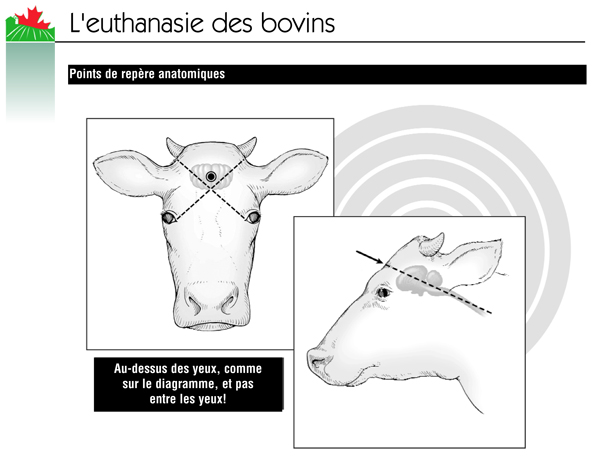 Bien-être animal: la majorité des vaches laitières du Québec sont attachées  au cou pendant leur période de lactation