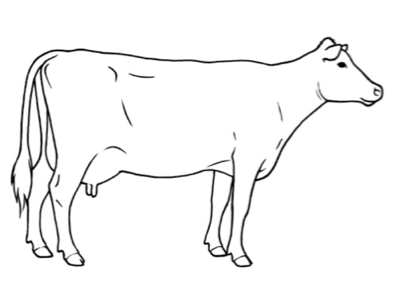 Body Condition Scoring Dairy Cow