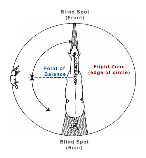 Flight Zone, Point of Balance
