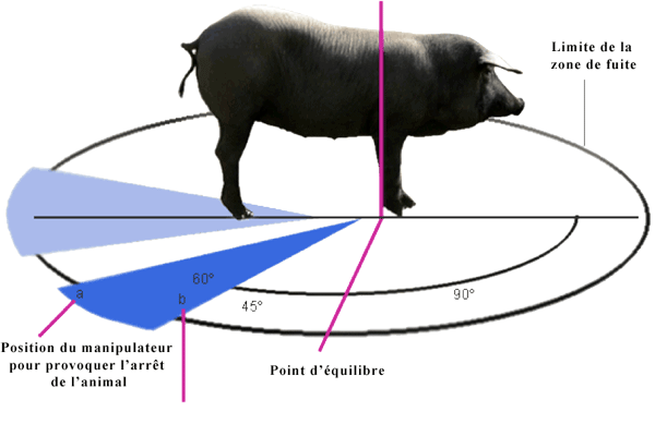 La reproduction du cochon : maturité sexuelle, cycle, gestation et