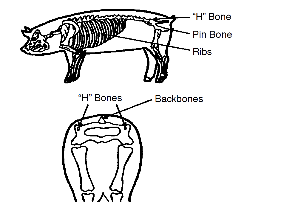 Figure 1. Location of ribs, backbone,  “H” bones, and “pin” bones on the sow.