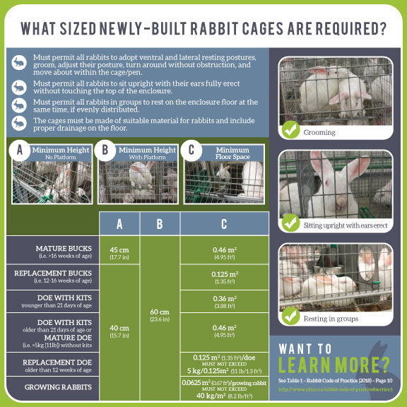 Rabbit Code resources