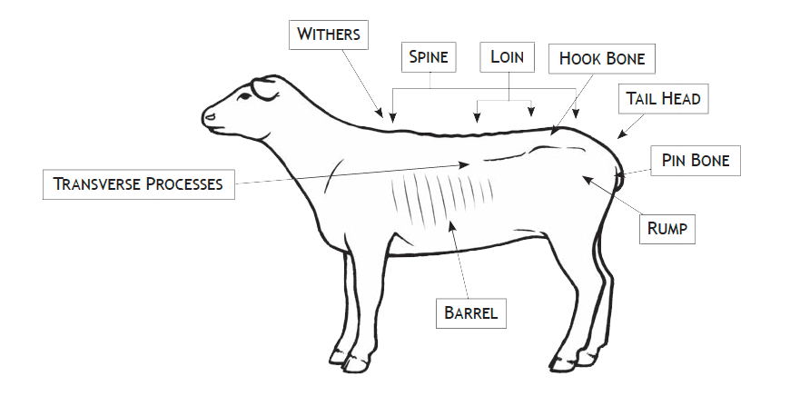 Document L'élevage des chèvres et des moutons : installation, choix des  espèces, alimentation, reproduction, production de viande et de lait,  récolte de la laine, commercialisation